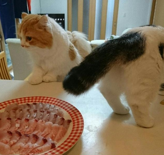 家里两只猫咪偷吃食物，主人设下陷阱找真正的偷吃 