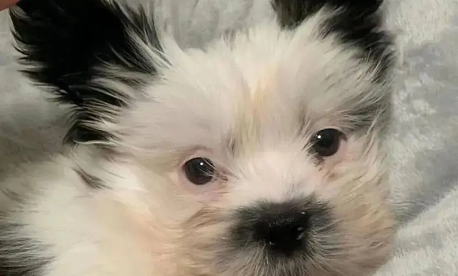 网友晒家里的混血狗宝，笑哭了，它怎么又老又年轻的