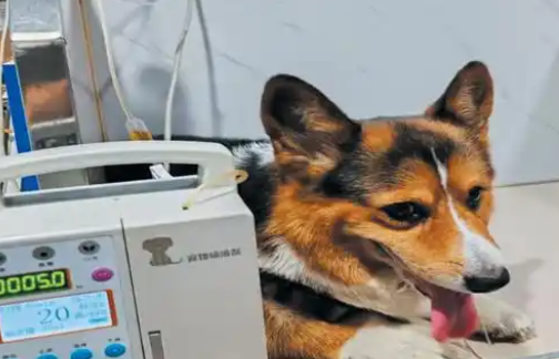 宠物互助献血挽救生命 “毛孩子”们也需要“热血英雄”