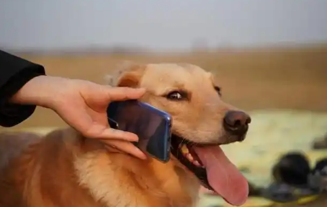 全球首款宠物智能手机上市：开启人宠智能交互新时代