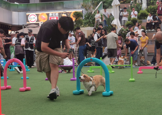 百汪大集结！南海“宠物友好商圈”挂牌，萌宠运动会热闹开趴