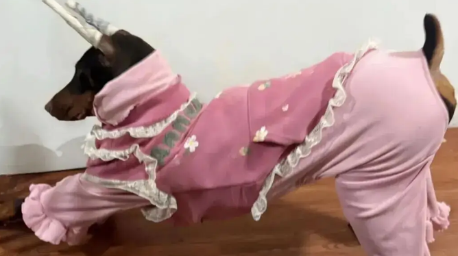 妹子用卫衣给杜宾犬改了件衣服，这个搭配……超绝啊