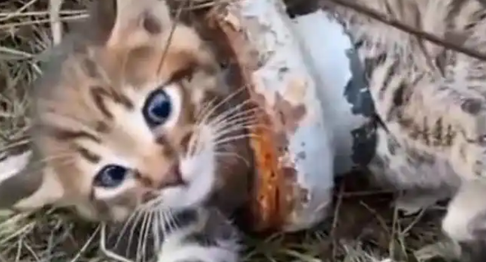 路边的小猫咪被人恶意套住，行动困难的它被好心路人救出