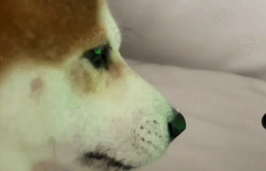 男子让狗子学快速转圈，狗子一下就学会了