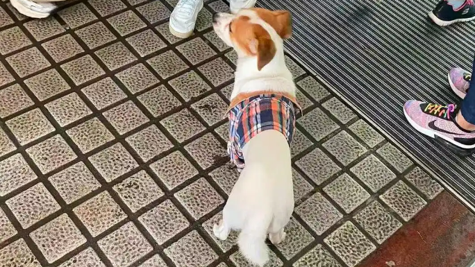 小狗国庆“被弃高速”不吃不喝苦等主人