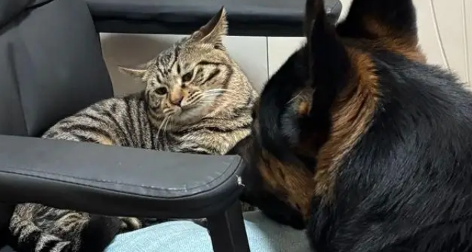 狸花猫打架输了委屈质问德牧：我打你那么轻，你下手咋那么重