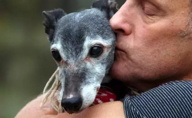 德国慕尼黑推行宠物信用体系，持续发展宠物文化