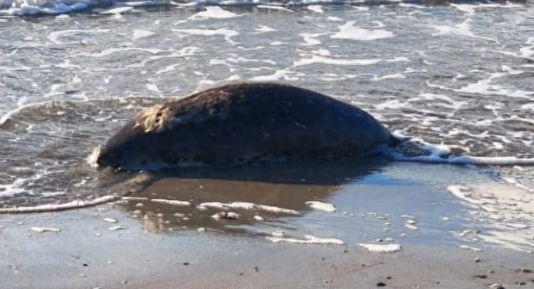 哈萨克斯坦里海沿岸发现百余只死亡海豹
