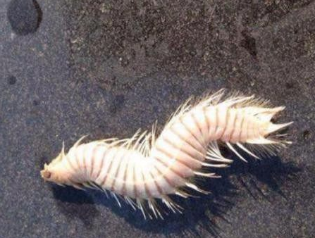 女子海边捡到一条怪鱼，网上一查赶紧丢回海里 