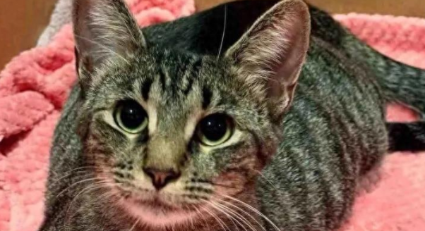 流浪猫妈妈获救后，屋内产崽，暖心守护下一家终迎幸福结局