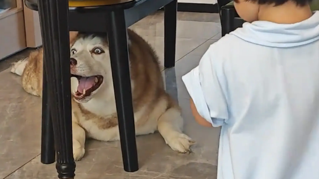 狗子不待见小主人，嫌小主人吵闹，第一次看见狗疯了