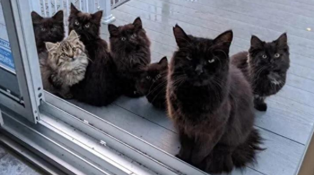 流浪黑势力上门“敲竹杠”，却意外开启人猫奇缘