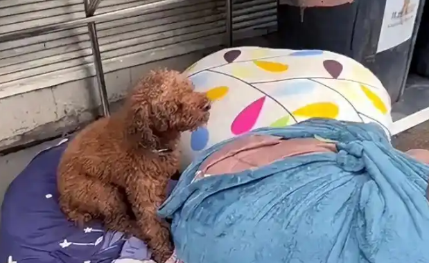 主人搬家遗弃两只泰迪，狗狗守着旧行李苦等