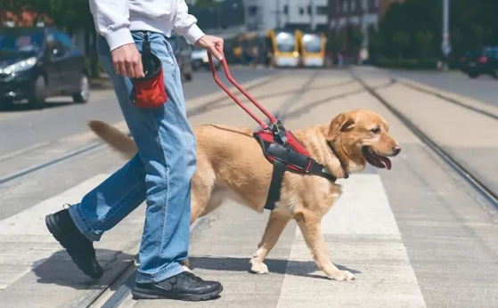 国际狗狗基金会：跨国救援行动与流浪犬福利改善之路