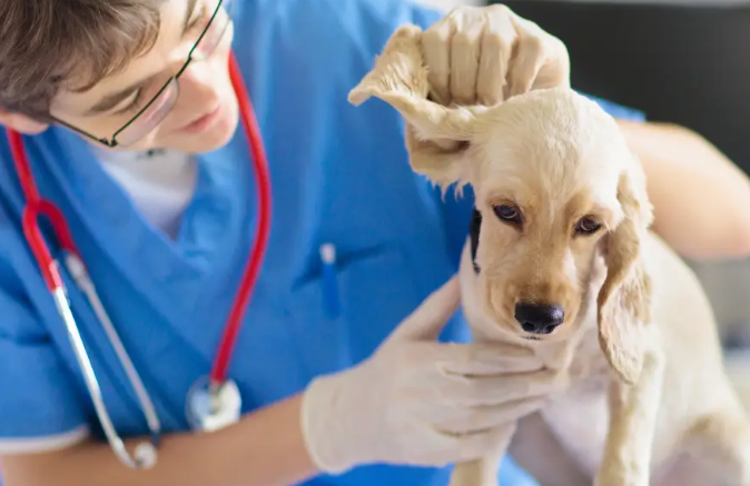 宠物经济热度攀升 消费新蓝海潜力凸显