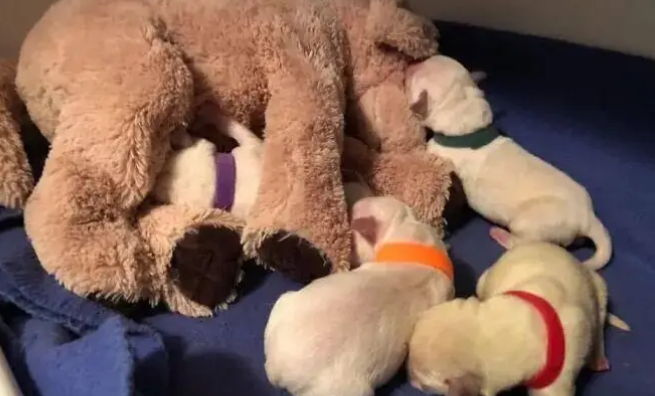 柯基妈妈一窝8个宝，其中4个是小柯基，另外4个是小拉布拉多