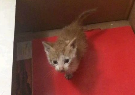 四年前捡的橘猫，变成了这样，果然没让人失望……