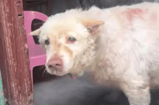 爷爷养了15年的土狗快走不动路了，见小主人还是开心的摇尾巴