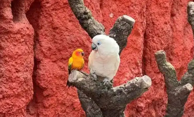 两只鹦鹉“相依为命、孤苦伶仃”？鹦鹉姐妹花的跨物种友谊