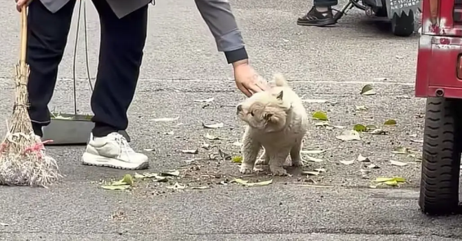 土松犬刚满月就失去妈妈，还就被拔光牙齿打歪头