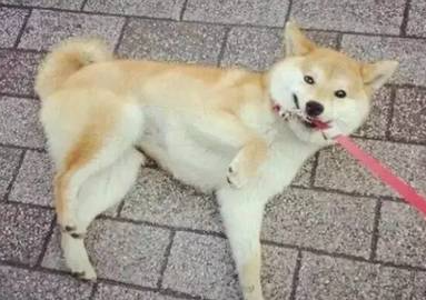 湖南湘潭，男子喂狗时，狗子突然扑向旁边小孩，小孩妈妈急忙拉着…