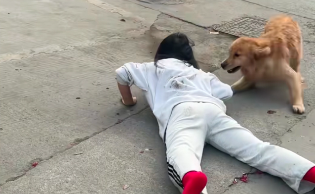 狗没有咬人，主人为何也要赔偿？