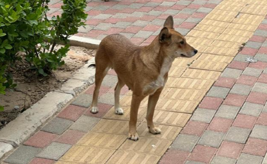 孕妇遭三只宠物狗追咬，打疫苗后胎儿停止发育