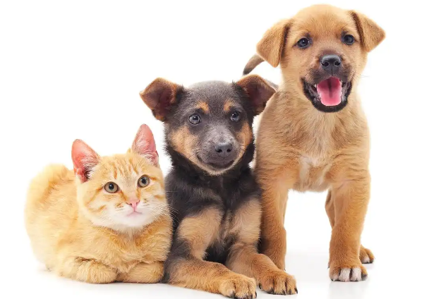 揭秘2025年英国宠物消费热潮：食品和护理需求激增背后的故事