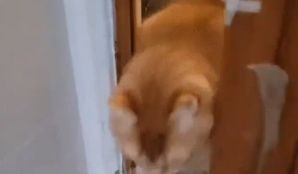 猫咪探头进房间，突然冲进来，居然是一只胖猫
