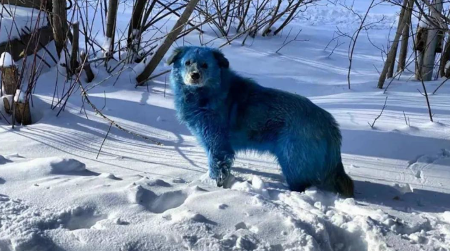 突变？切尔诺贝利发现蓝色的狗！是被核辐射变异了吗？