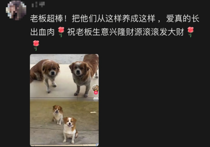 怀孕流浪狗到商店乞食，生下小狗“托付”老板照顾