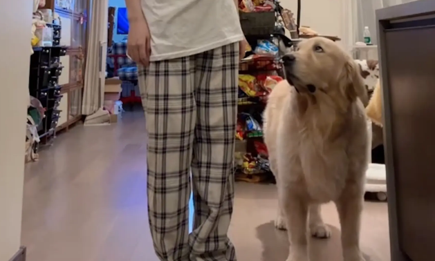 女子跳舞时不小心踩到旁边看热闹的狗子，狗子一脸委屈