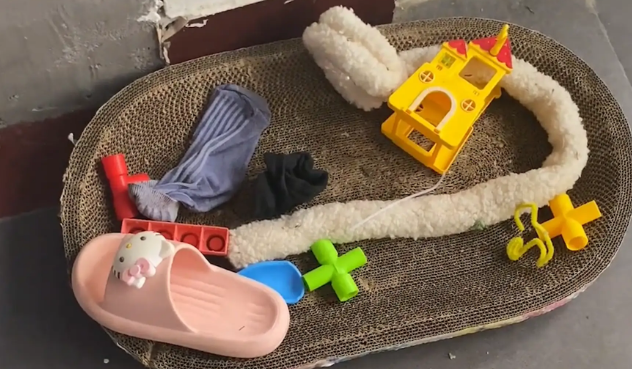 狗子自己房间干净整洁，却把捡来的东西放猫窝