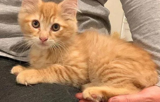 后院出生的小橘猫，逆袭成团宠，它的撒娇温暖了整个冬天！