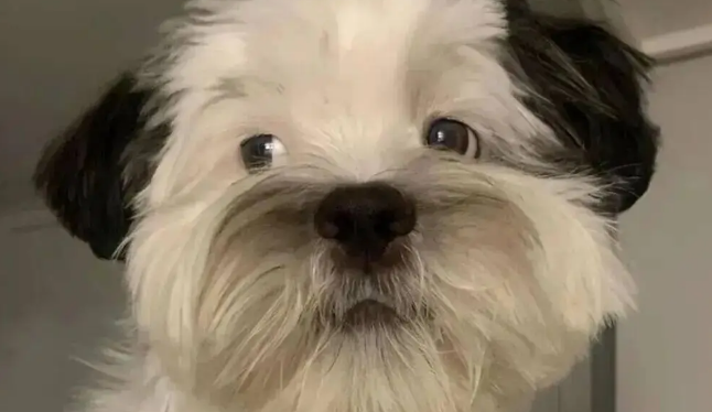 网友晒家里的混血狗宝，笑哭了，它怎么又老又年轻的