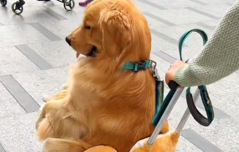 社区养犬纠纷不断，到底应该如何解决？