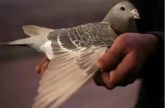 一只鸽子能卖952万？全球最贵信鸽天价售出