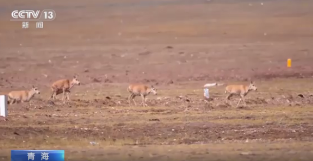 藏羚羊迁徙进行时！“高原精灵”踏上产仔之路