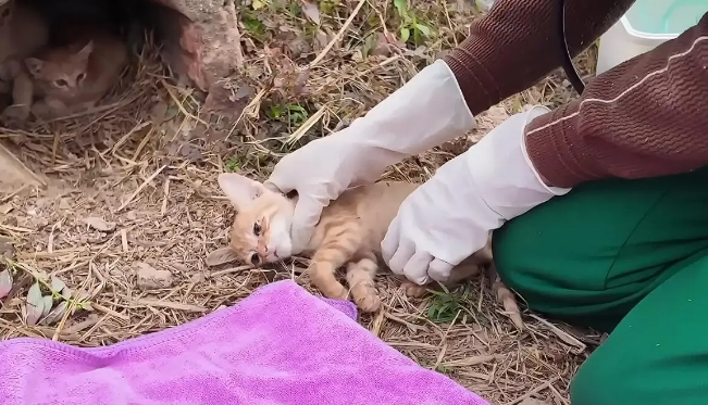 几只被遗弃小猫的绝望时刻，命运却因这一行动改变 