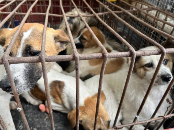 校园流浪狗被打狗队抓走，建立的信任瞬间崩塌