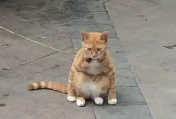 女子出门逛街，路遇一只小橘猫，被小橘猫的姿势萌到了