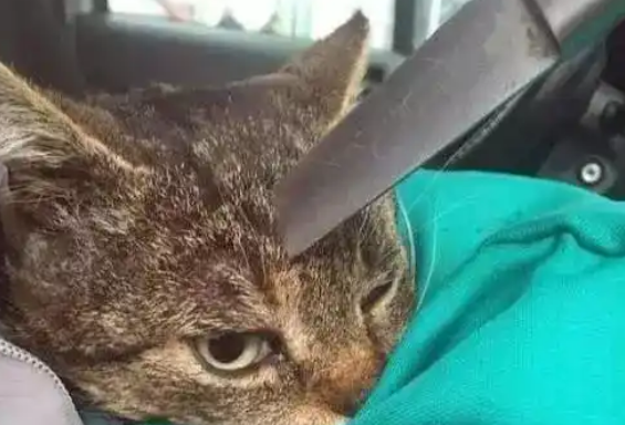 男子开车遇到猫，下车一看心疼了，立马抱上车去医院