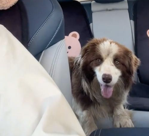 狗狗偷跑出去被捉走，女生连找几天终于找到