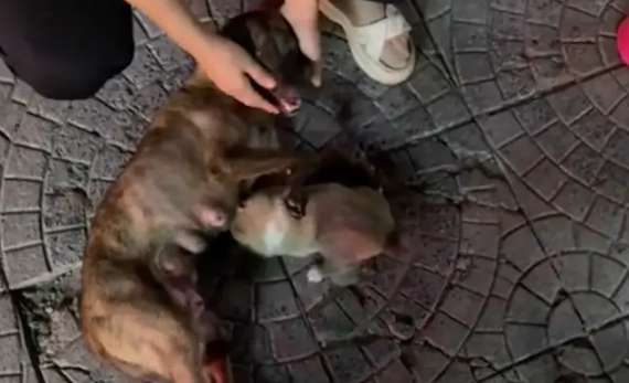 网友捡到只小狗照顾不好，又找到了它妈妈