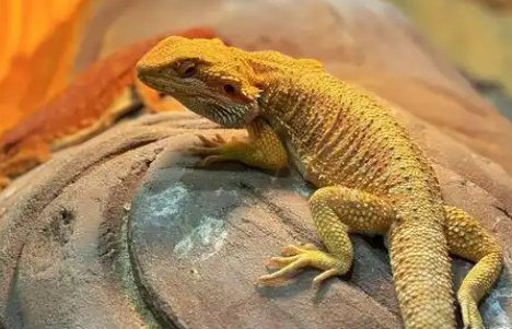 蜥蜴、水豚、土拨鼠等小众宠物走红，中疾控提醒！