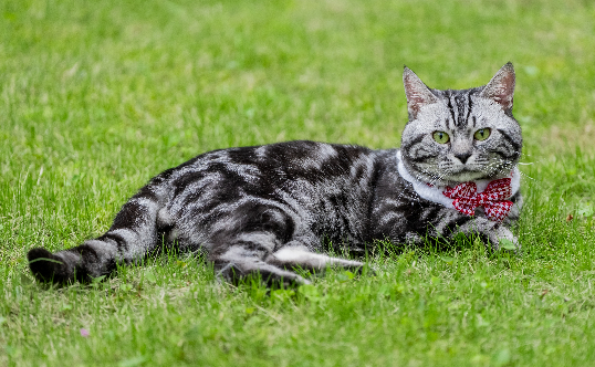 男子训练宠物猫玩滑板，成功挑战吉尼斯世界纪录