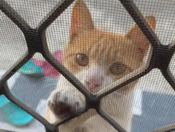 猫咪扒门求收养，女子没给猫开门，不料洗漱时被猫吓到