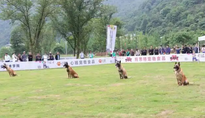 大连首届宠友运动嘉年华启动，期待值拉满