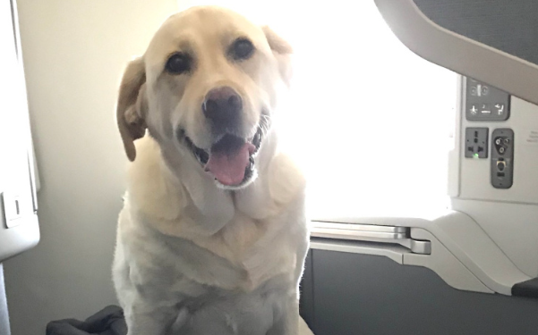 宠物友好航班来了，为“毛孩子”带来便利