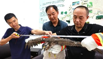 安远快递小哥救下“神秘怪鸟”，竟是国家一级保护动物